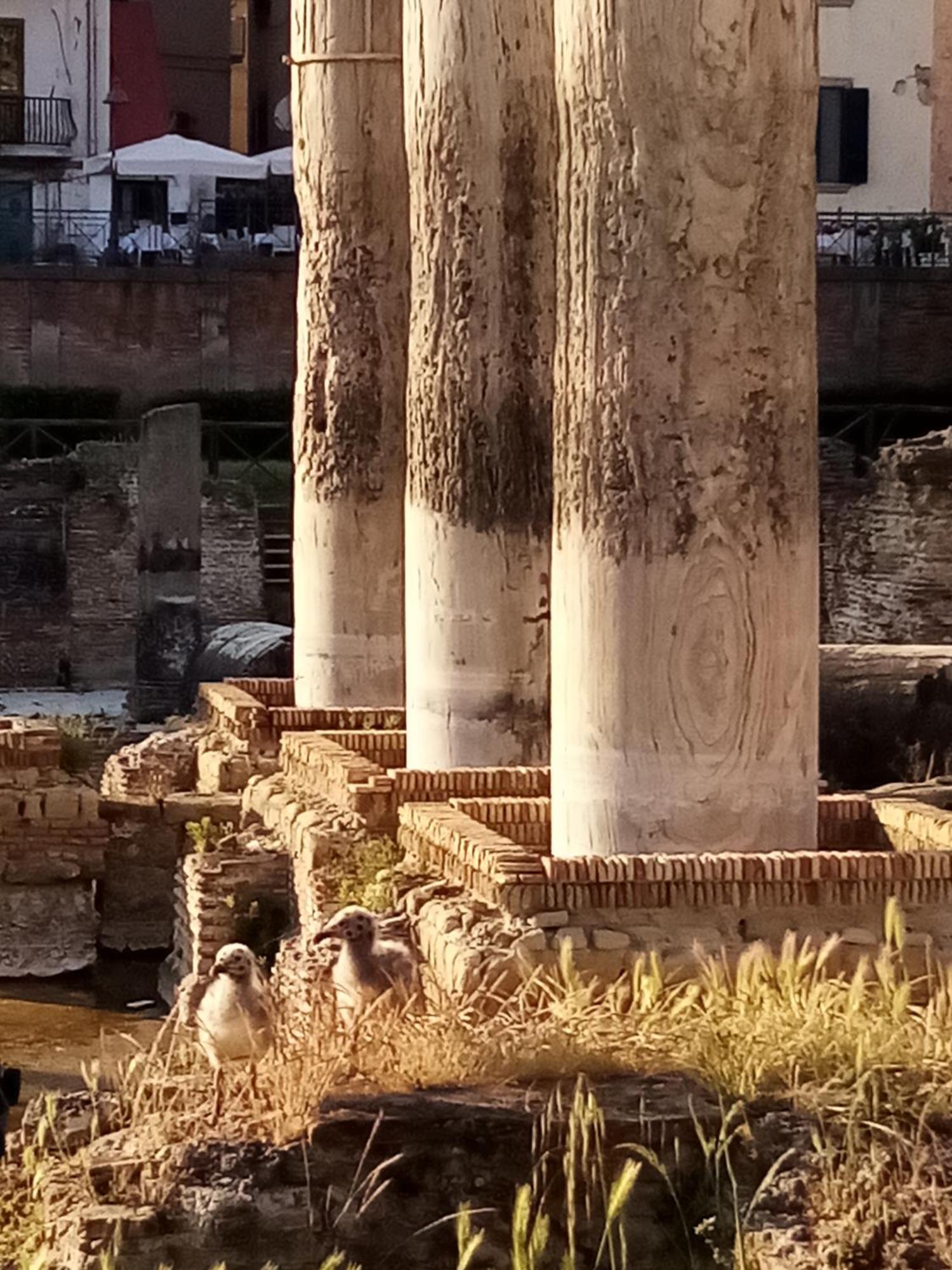 Il Nido Della Quaglia B&B - Jaba Mia House Lt Pozzuoli Bagian luar foto